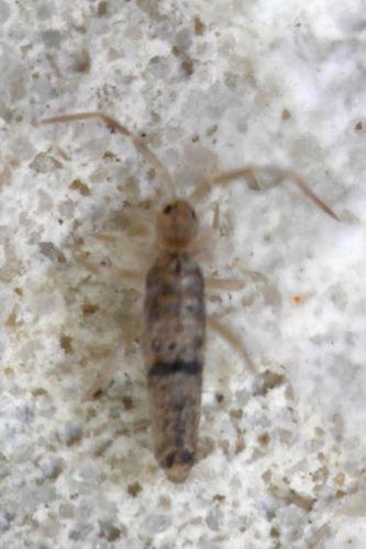Réf. 277 831 : Seira domestica